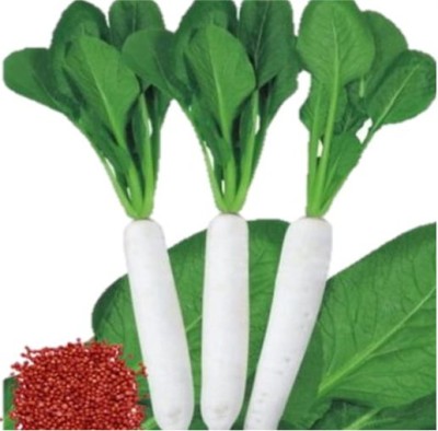 IMP RADISH  DIVYA - 707
